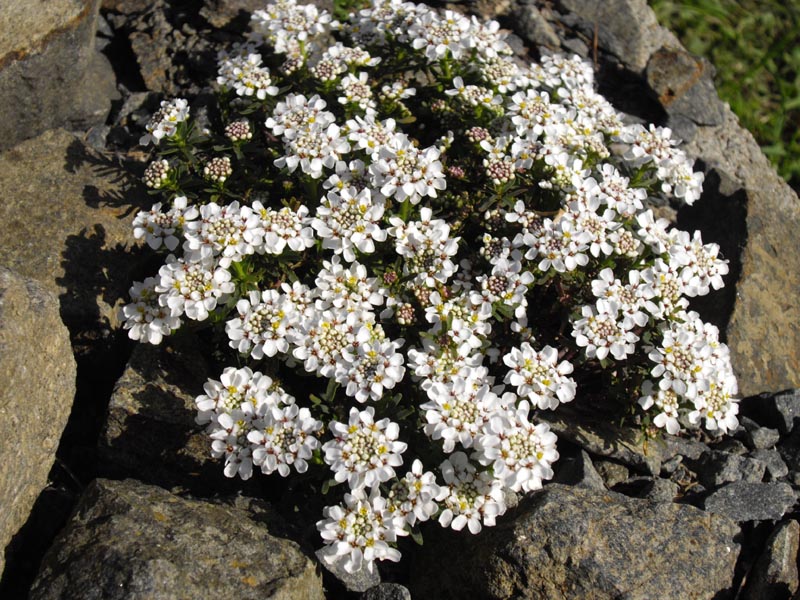Iberis sempervirens 'Pygmaea' en fleurs dans un jardin ensoleillé